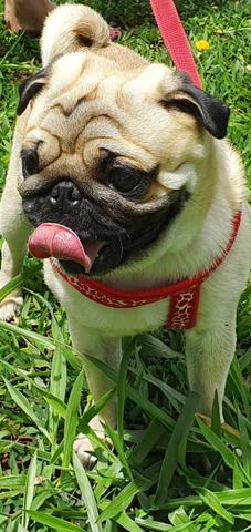 Pug macho para cruzar - Foto 2