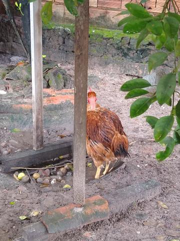 FRANGO pescoço pelado