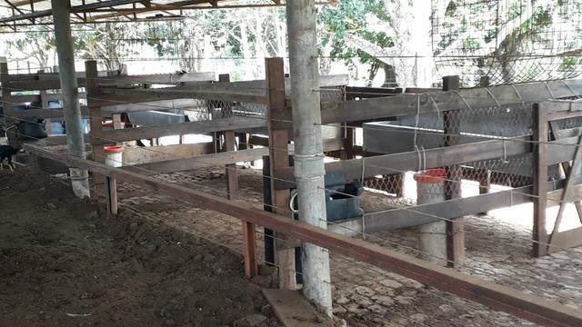 Fazenda Linda - Foto 5