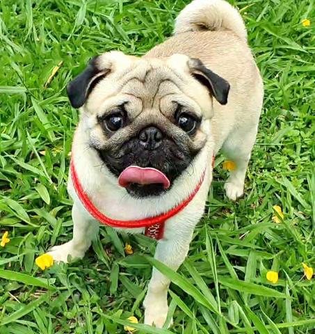 Pug macho para cruzar - Foto 4