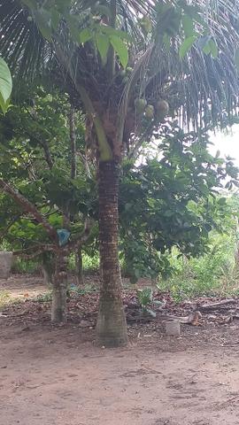 Fazenda - Foto 17