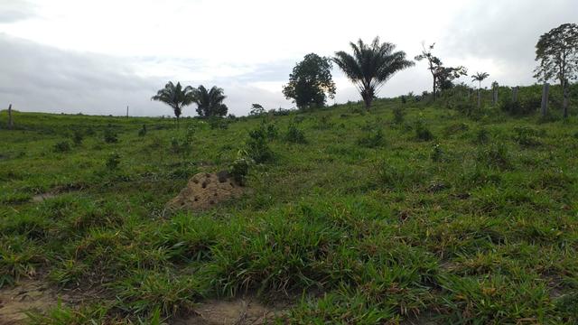 Fazenda - Foto 12