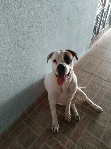 Filhotes da raça BOXER! - Foto 3