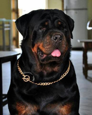 Esplêndido rottweiler alemão gigante 