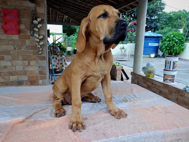 Filhotes de Fila Brasileiro disponíveis nas cores Dourado e Baio comprar no  Caruaru – Animais de estimação - Cachorros