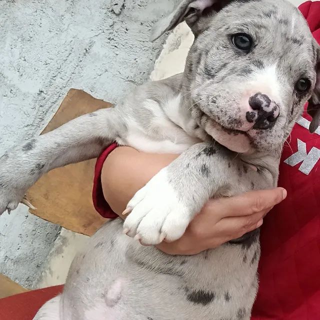 PitMonster Pitbull Bluenose Merle - Foto 4