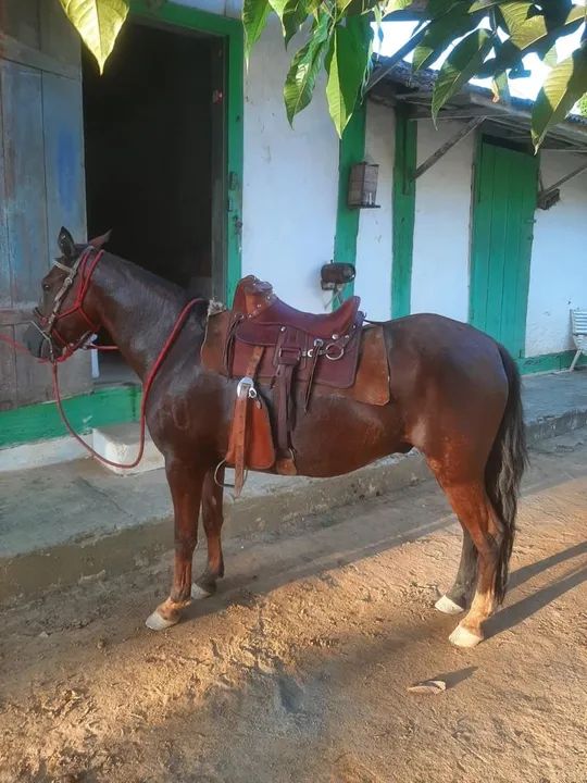 Cavalo Mangalarga  - Foto 4
