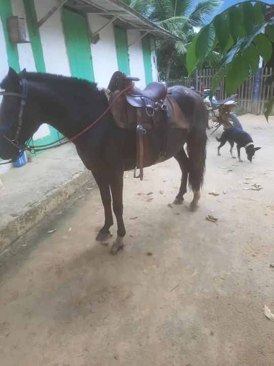 Cavalo Mangalarga  - Foto 3