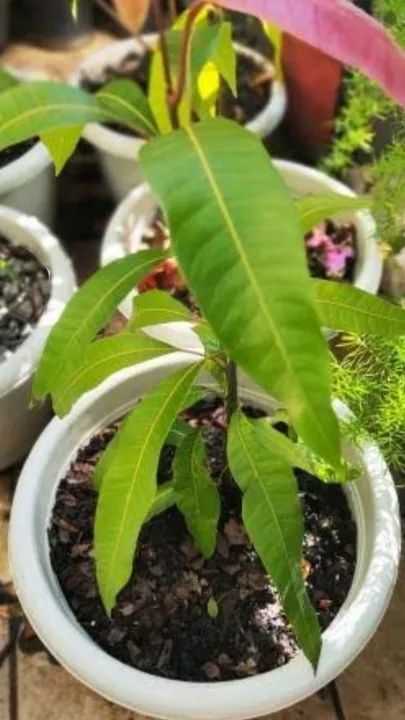 Mudas jovens de Mangueira - Foto 2