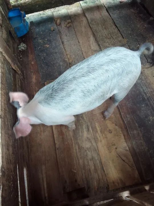 Vendo leitao  - Foto 3