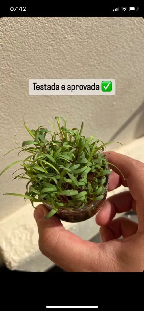 Sementes para Pastagem - garantia de germinação - sacos de 15 quilos - Foto 6