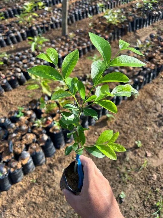 Mudas de acerola junco 