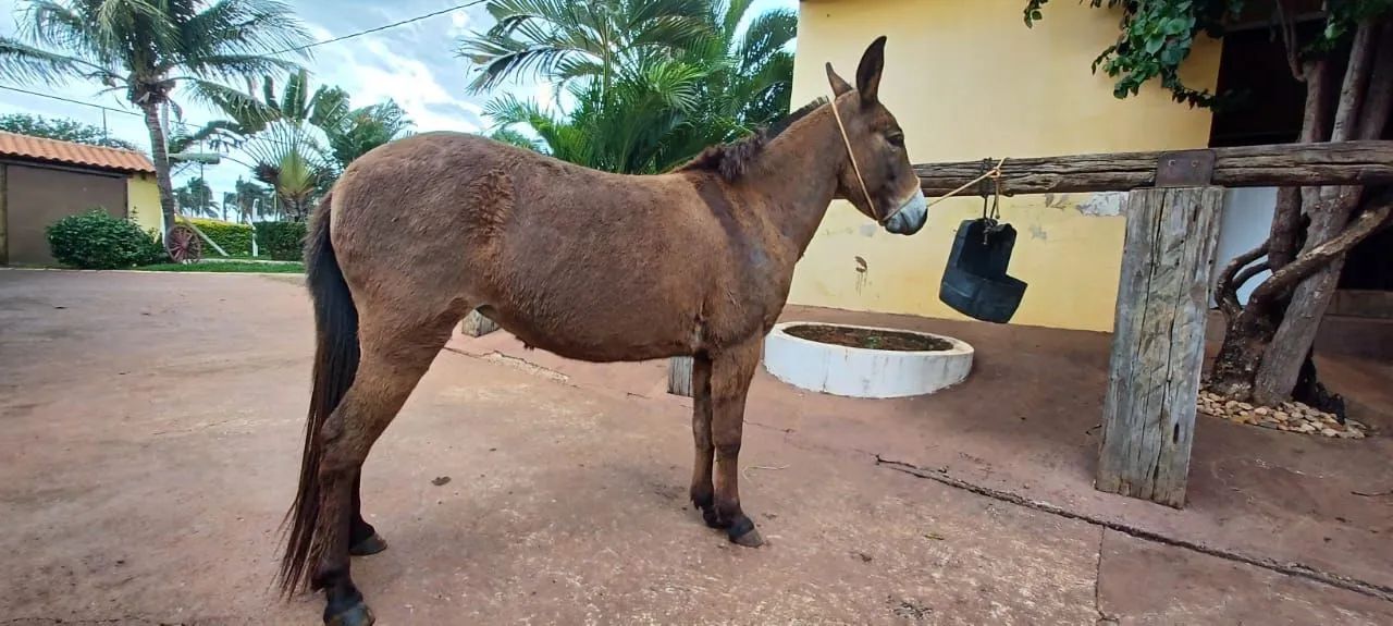 Mini Mula ,Mansa de cela e charrete - Foto 2