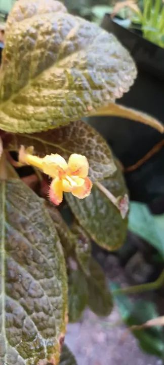 Episcias ou planta tapete  - Foto 4