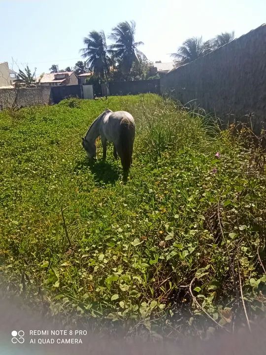 Potro com 4 anos de idade! - Foto 2