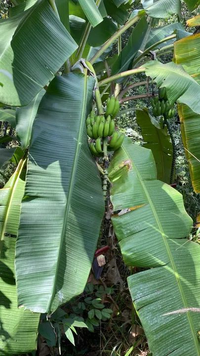 foto - Goiânia - Condomínio Privê das Oliveiras