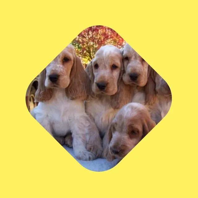 English cocker best sale spaniel olx