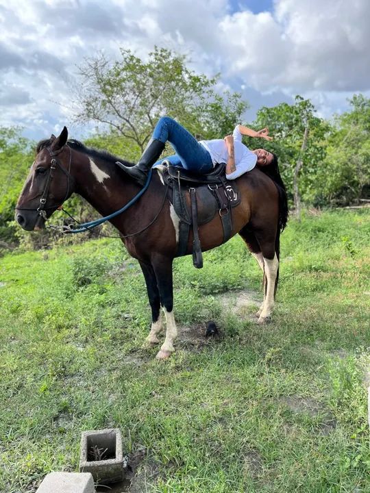 Mangalarga Marchador  - Foto 2