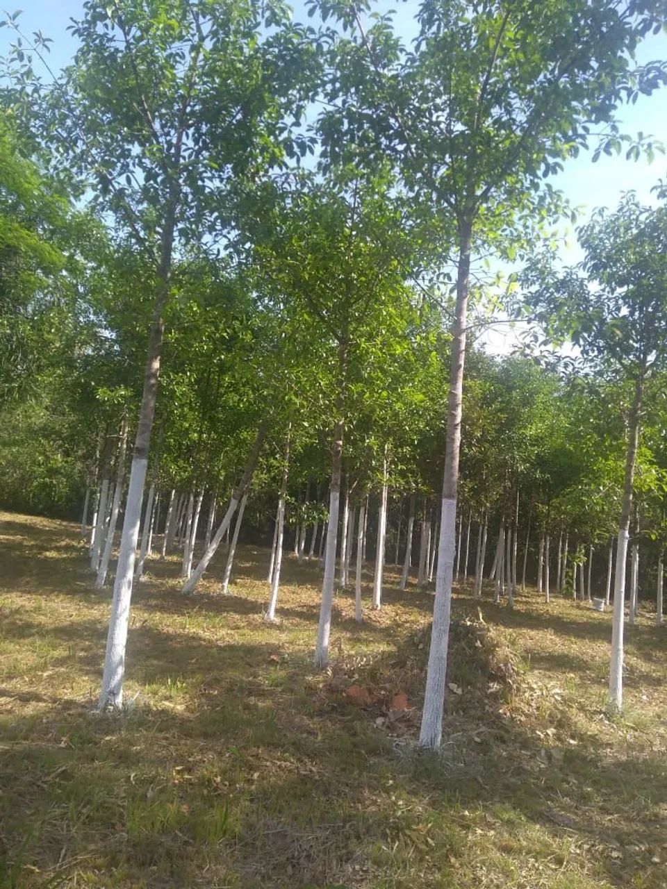 Vendo propriedade localizada logo após Bacabeira - Foto 4