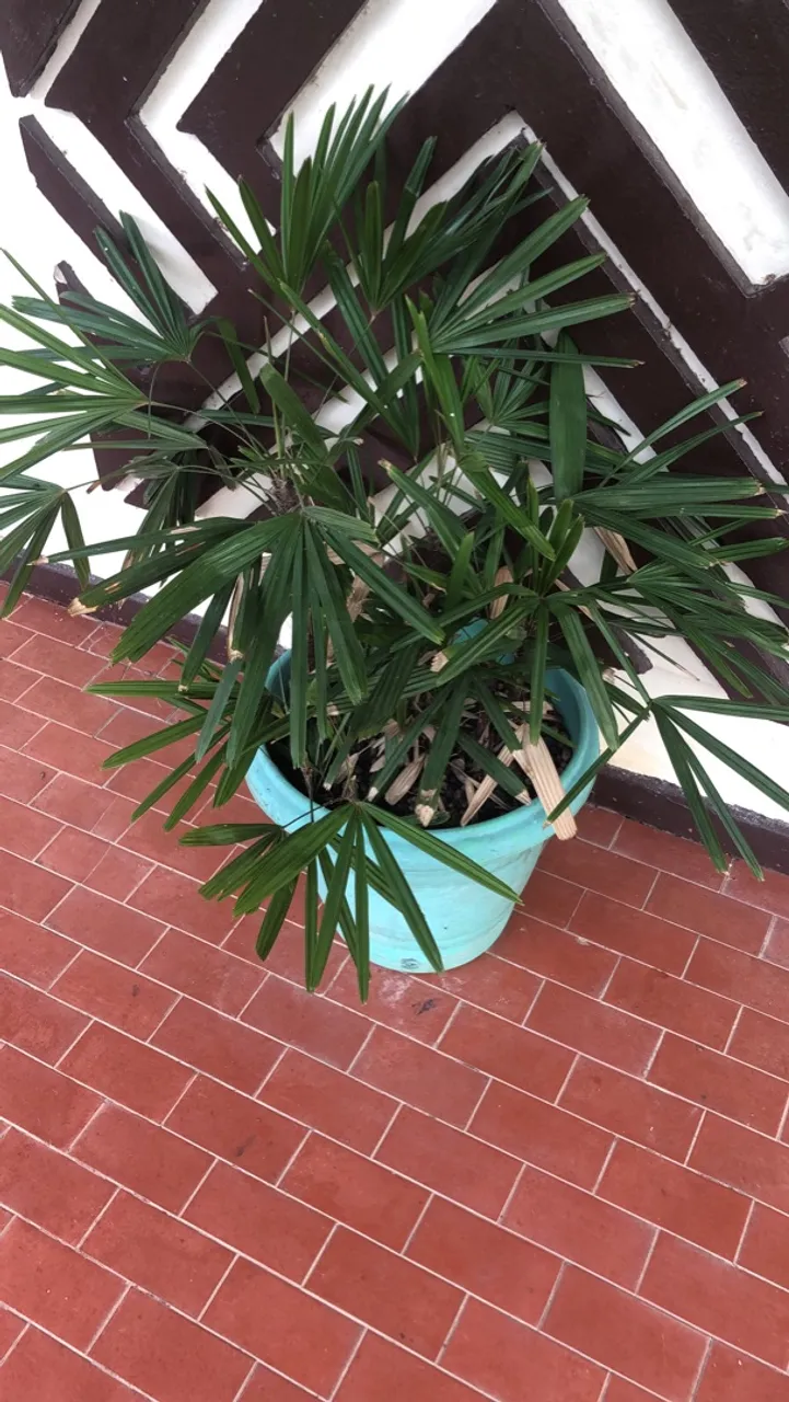 Palmeira Elegante - Ideal para Decoração