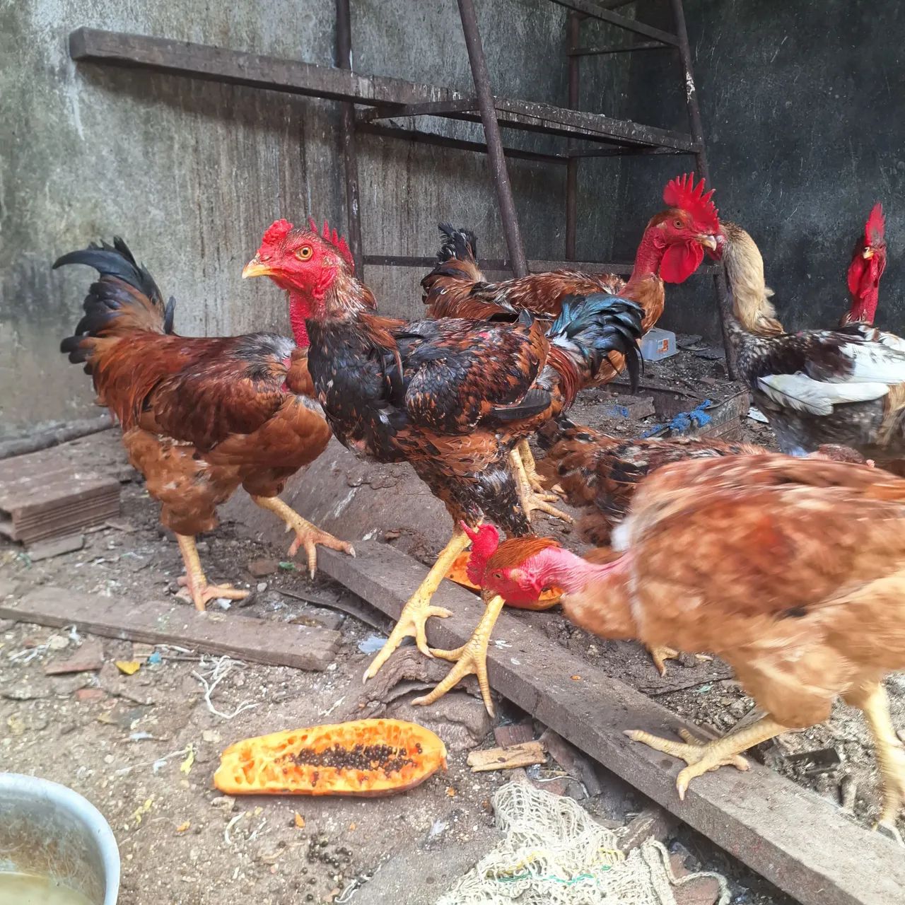 Galos e Galinhas Caipira  - Foto 4
