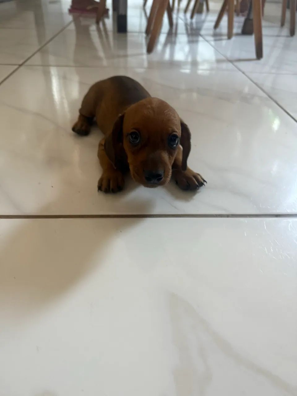 Flhote de Dachshund famoso linguiça Cachorros Despraiado