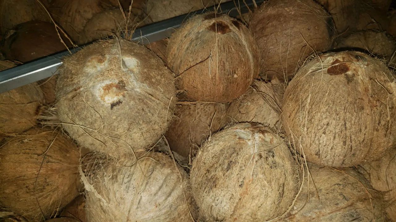 coco ralado  e coco seco  - Foto 2