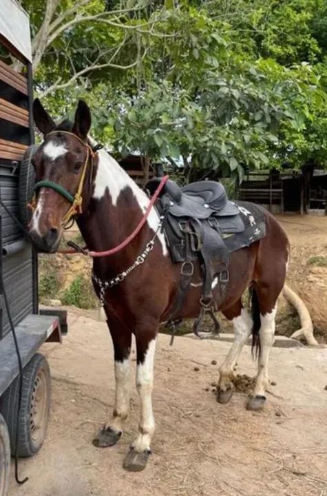 Duas egua prá venda  - Foto 3