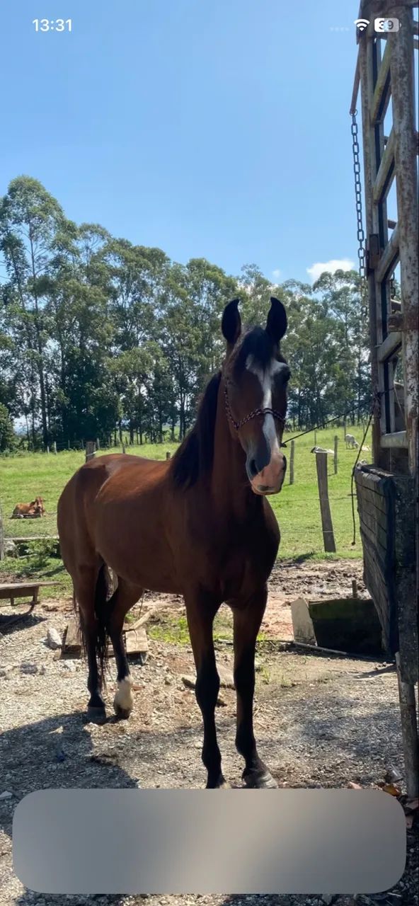 Cavalo mangalarga  - Foto 5