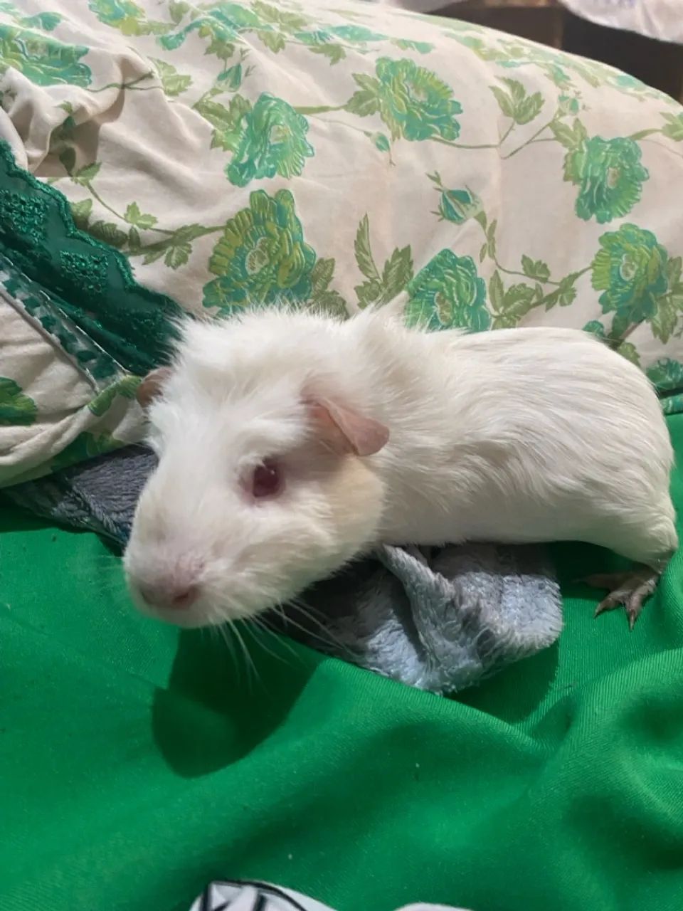 Porquinho da Índia - Foto 4