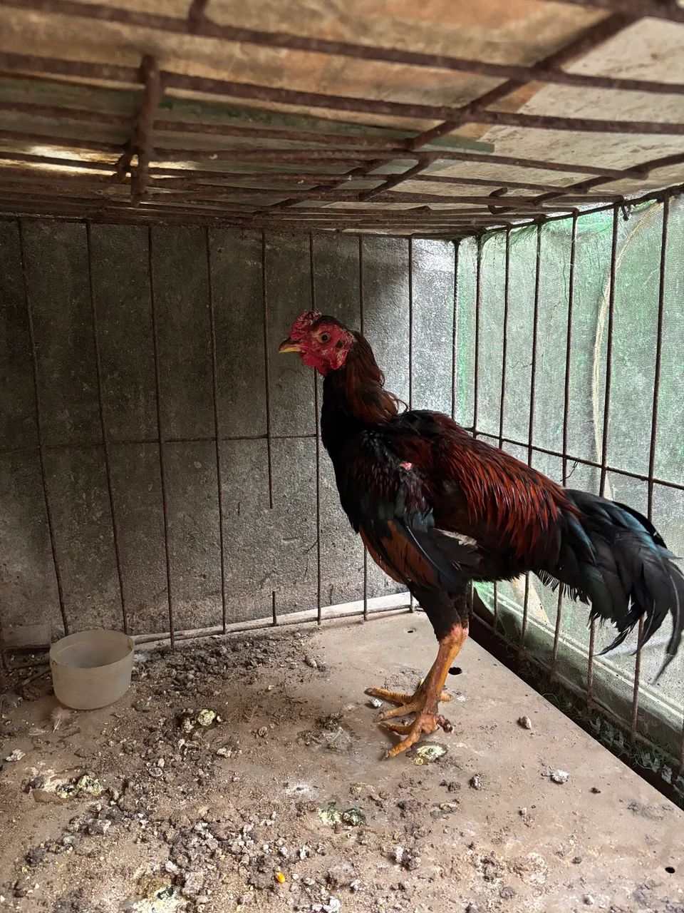 Vendia galos. Valor unitário. - Foto 2