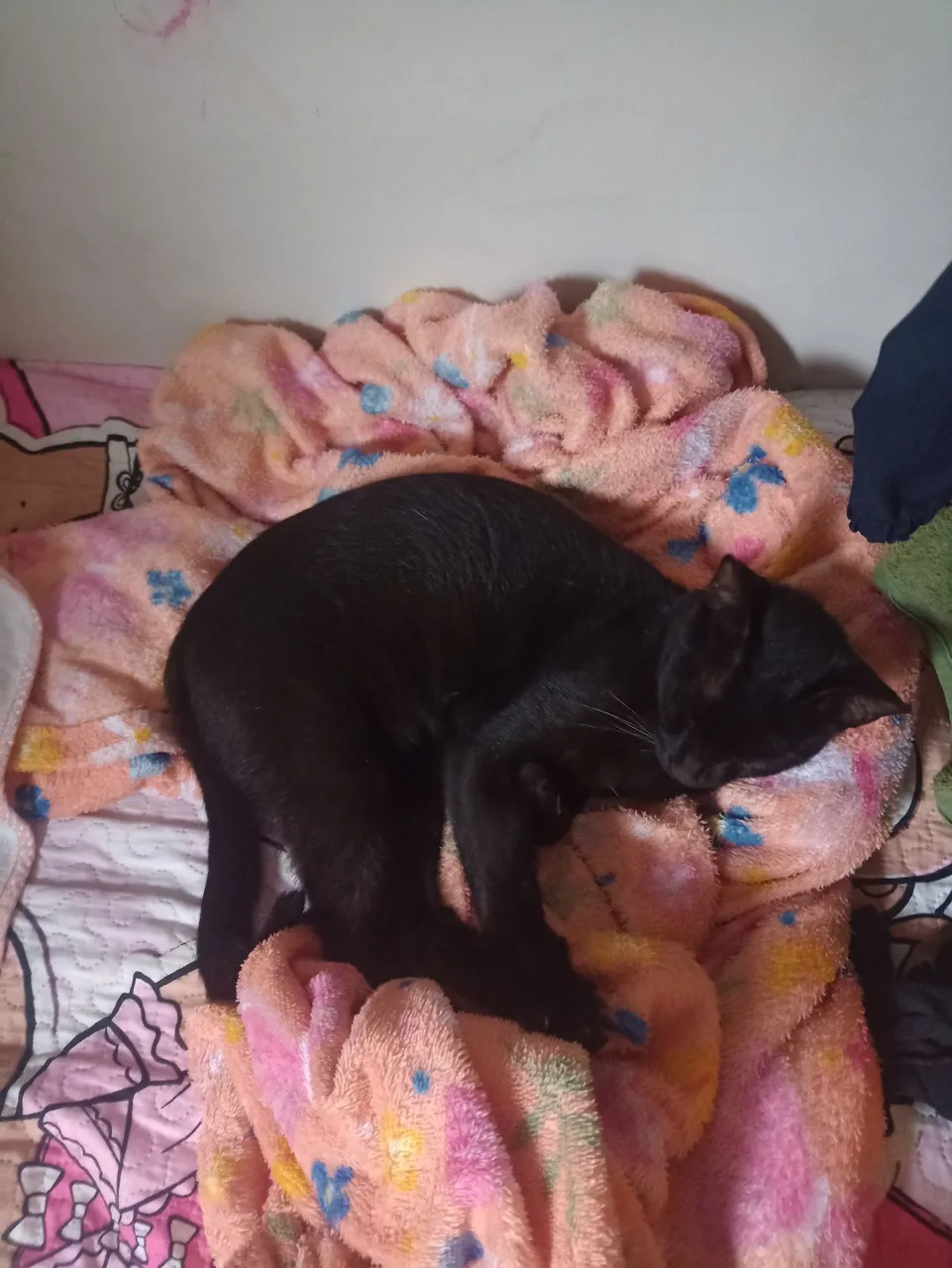 Gato preto para adoção