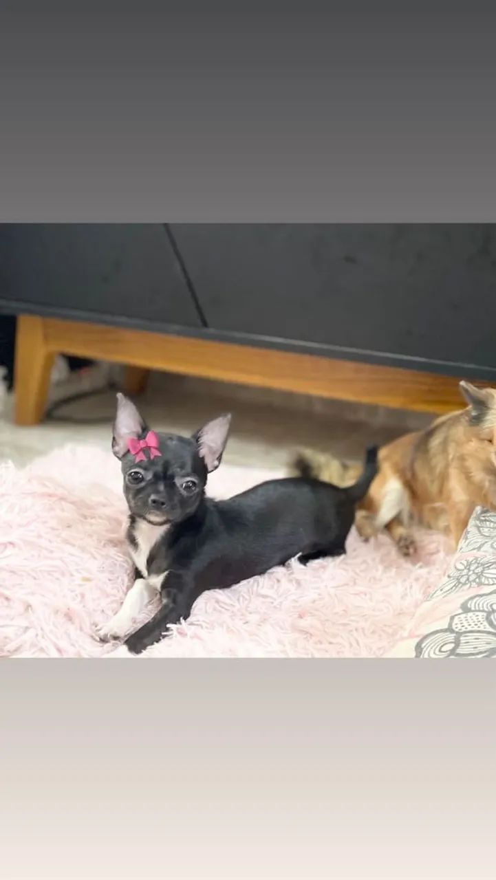 Mini fêmea de chihuahua com pedigree e com as 3dose da vacina 
