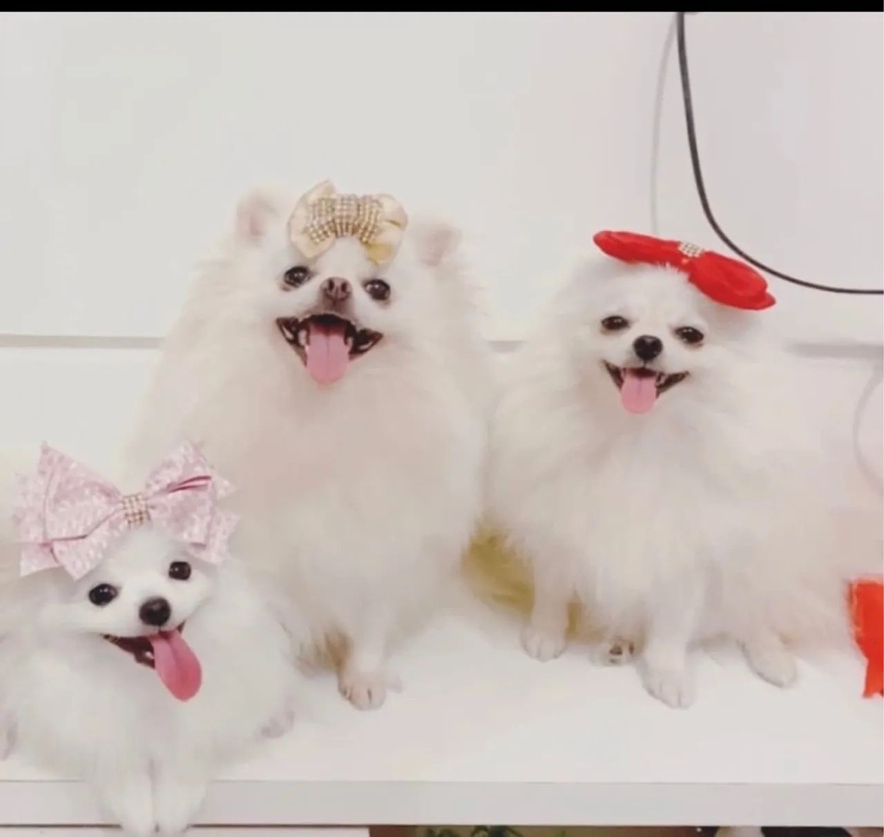 As fofuras mais lindas e elegantes na sua casa
