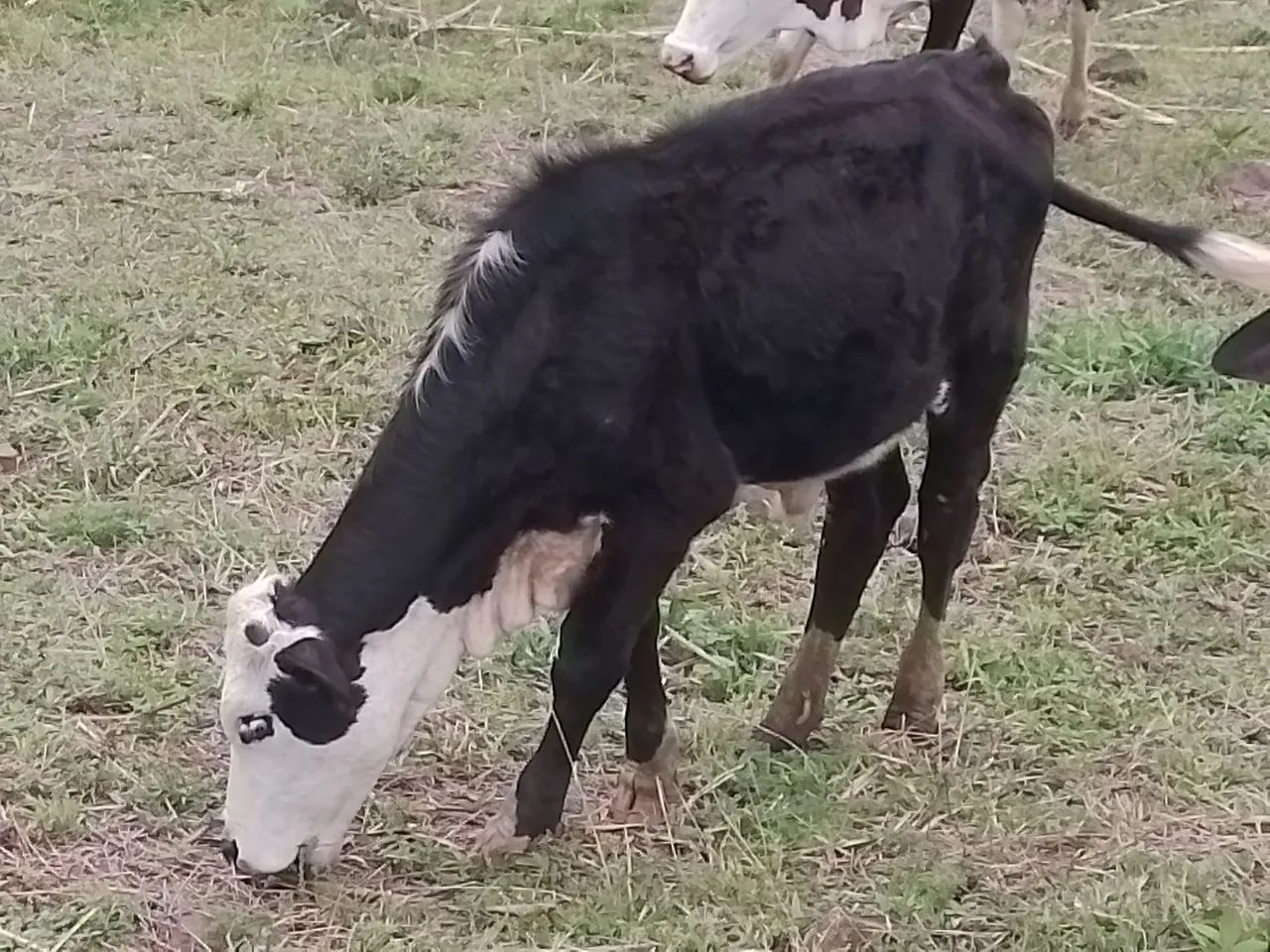 Novilho de um ano e três  meses - Foto 3