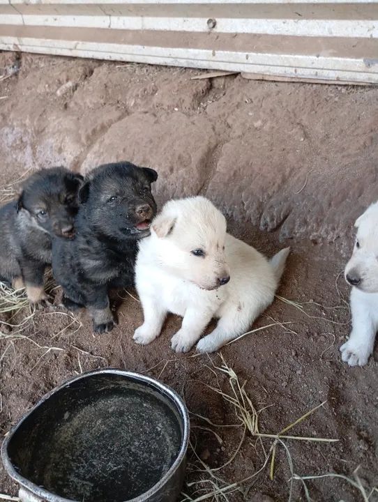 Filhotes de Pastor da Mantiqueira  - Foto 5