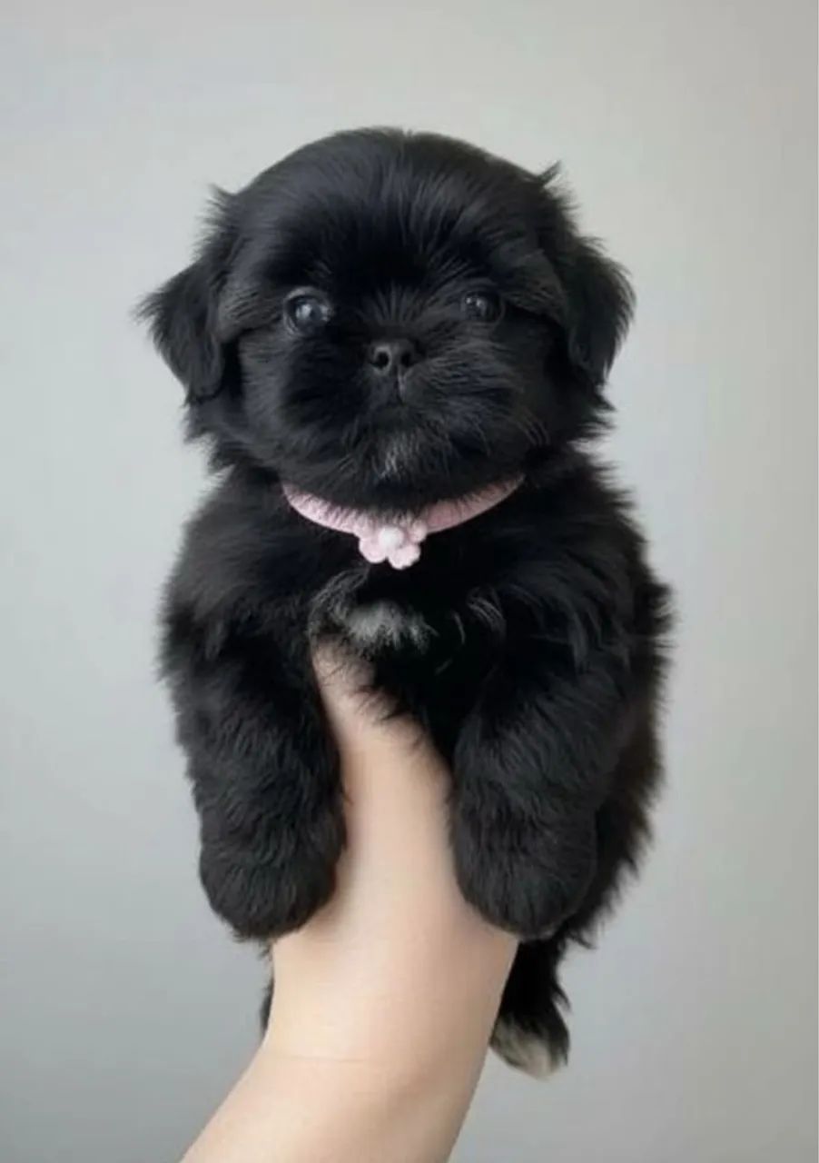 Shih Tzu Filhotes - Pequenos, Dóceis e Ótimos para Família