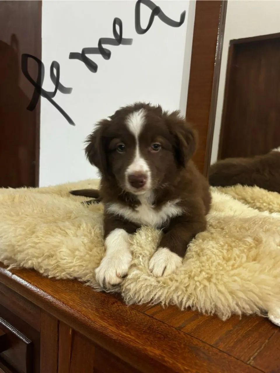 Border Collie Filhotes com pedigree - Foto 2