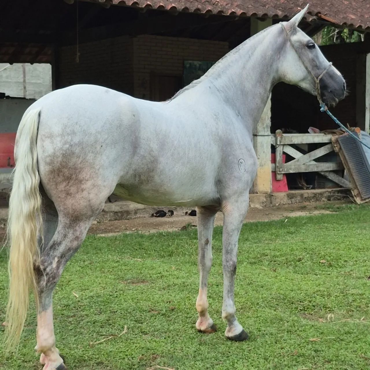 Cavalo mangalarga machador - Foto 3