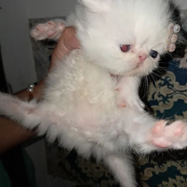 Filhotes de Gatos Persas com Pedigree - Foto 5