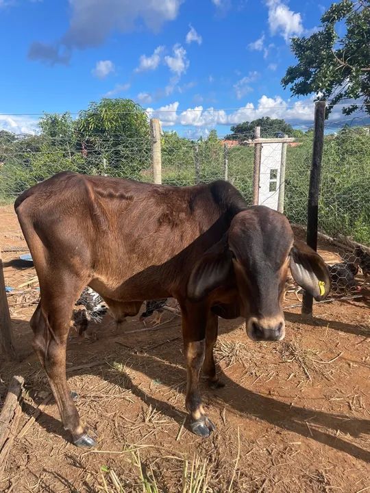 Vendo gado só vendo todos 