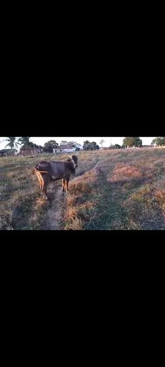 Vaca parida de fêmea. Tenho vídeo  - Foto 2