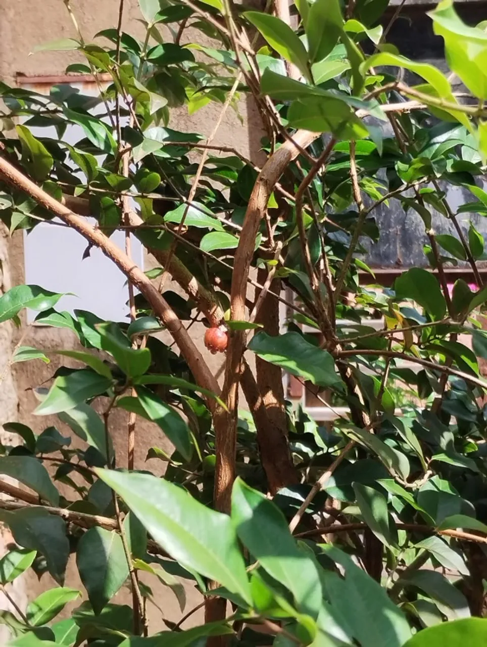 Vendo Jabuticabeira