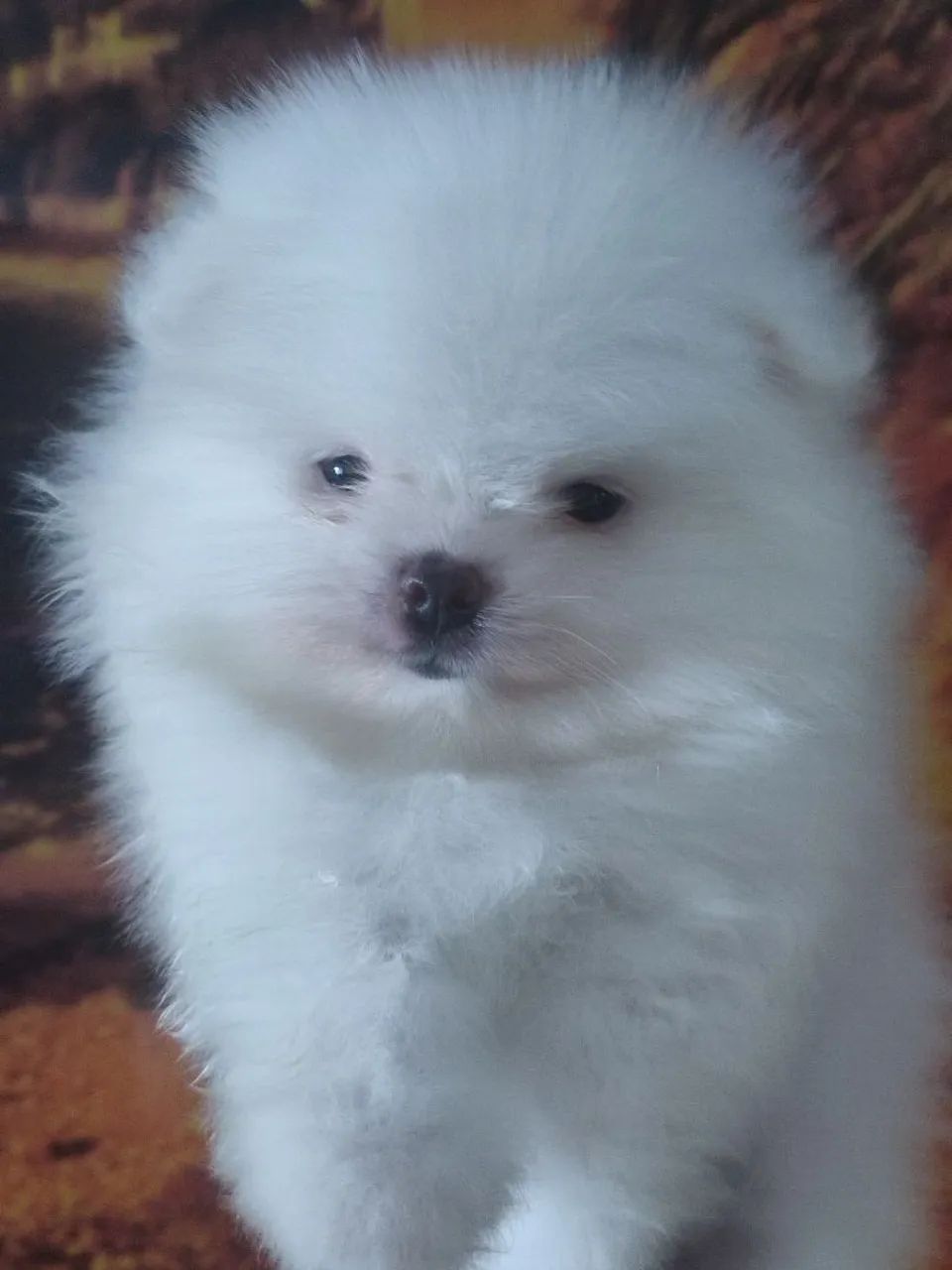 Spitz alemão branquinho anão ele está com 45 dia, vacinado e vermifugado,. - Foto 3