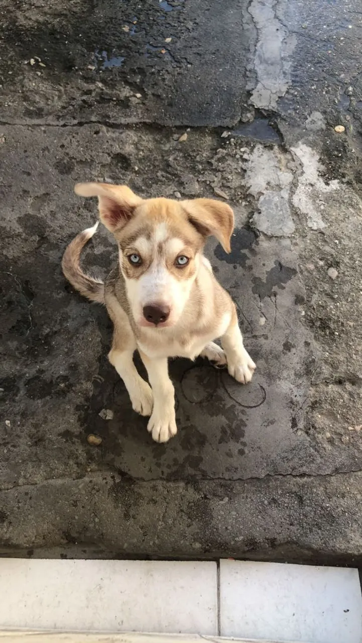 Filhote Husky Siberiano mestiço - Olhos Azuis