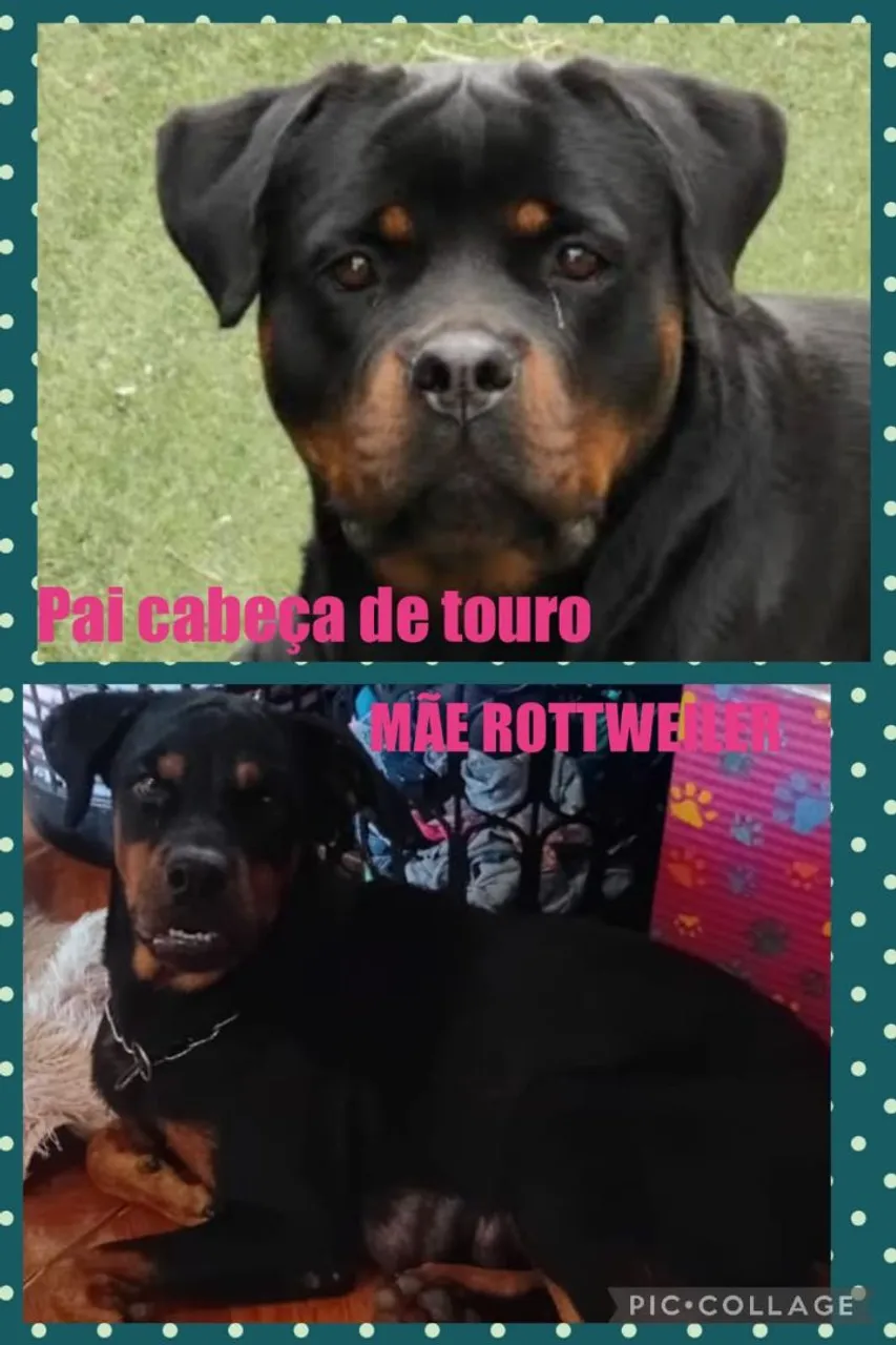 Filhotes de Rottweiler - Linhagem de Campeões