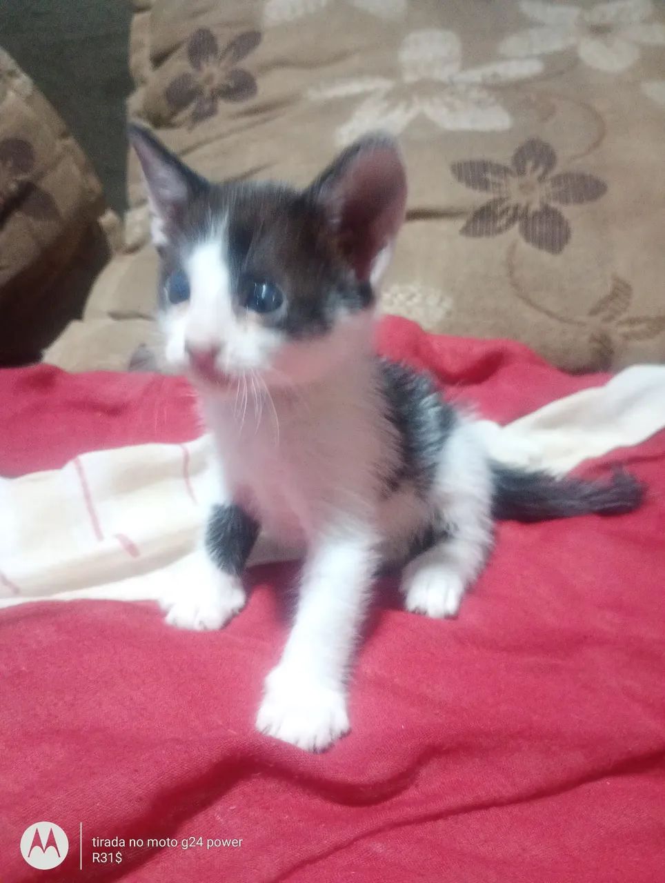 Doação de gatinhos - Foto 3