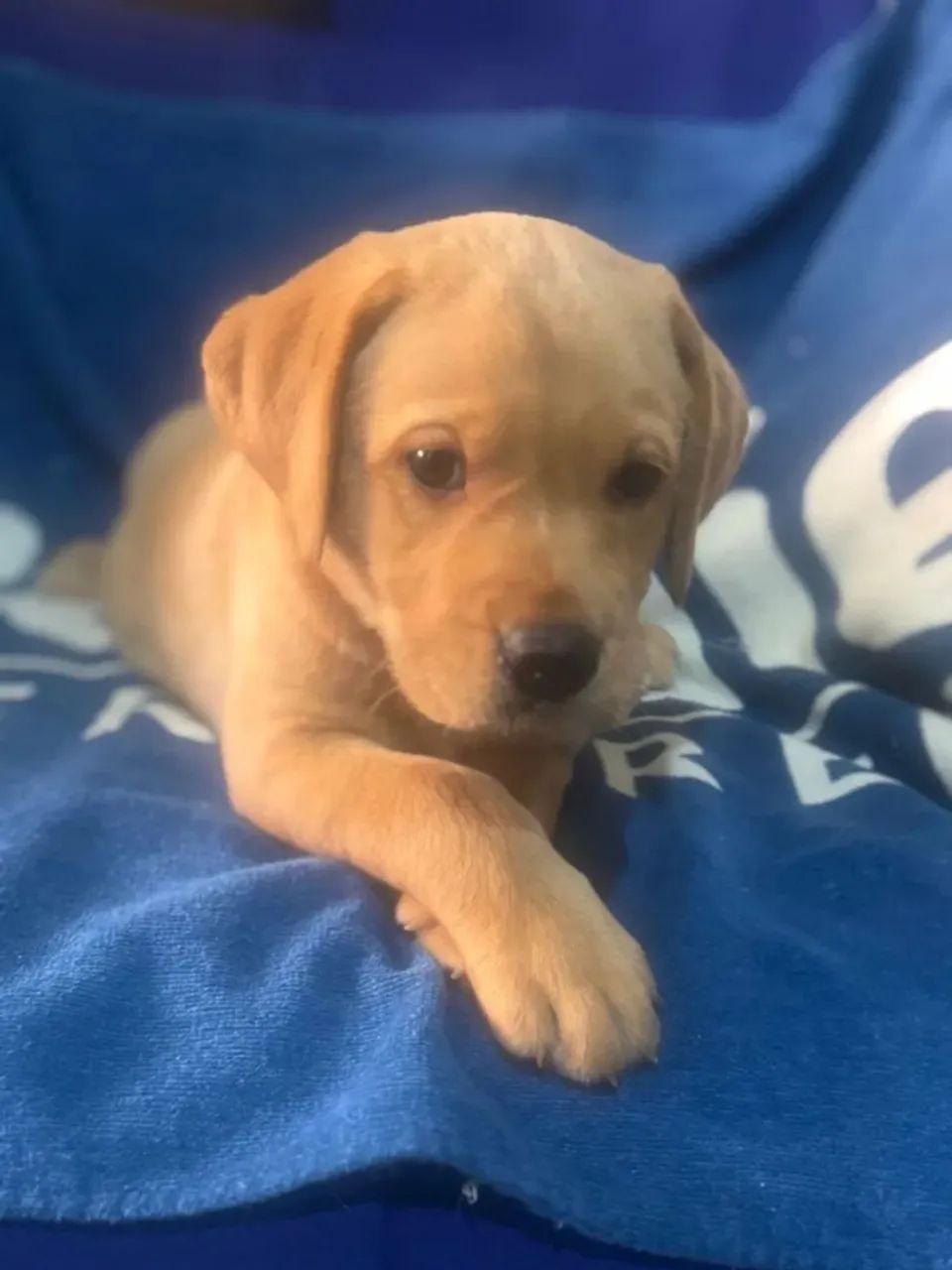 Casal de labrador retriever
