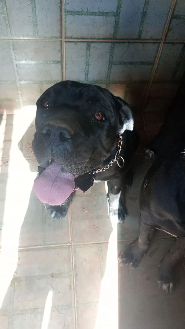 Filhote cane corso - Foto 2