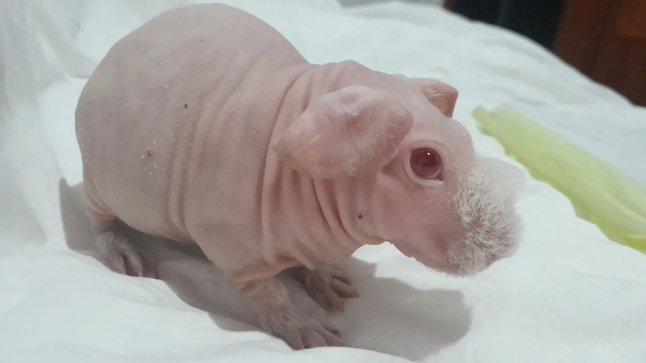 Porquinho da india Skinny albino